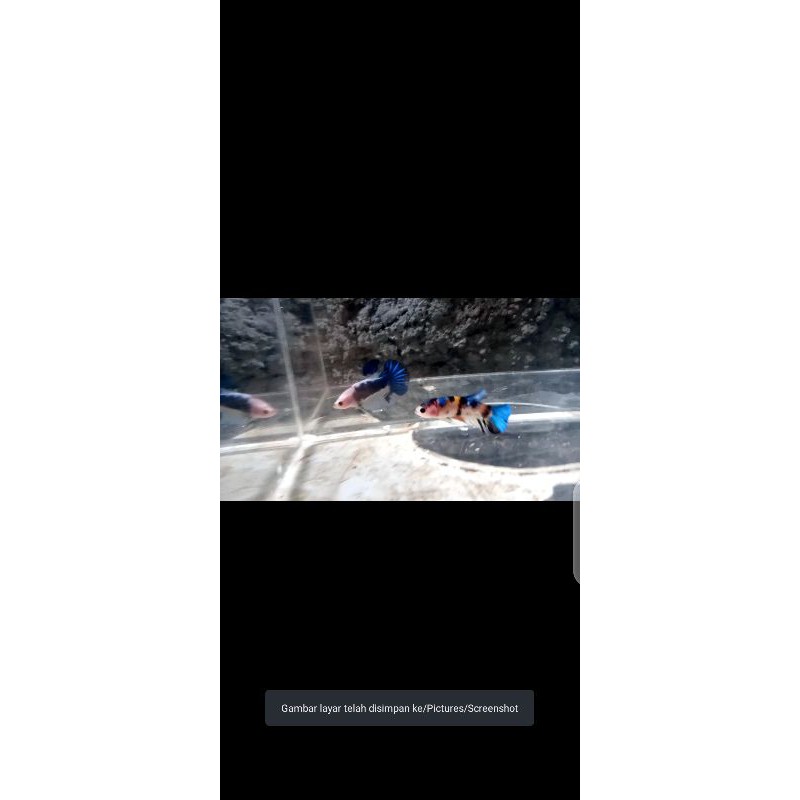 CUPANG KOI MULTI/NEMO