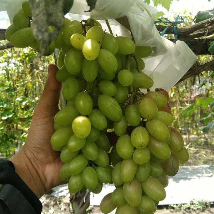 TERLARIS Bibit Tanaman Buah Anggur Hijau Import Dixon-Bibit Anggur Impor Dixon