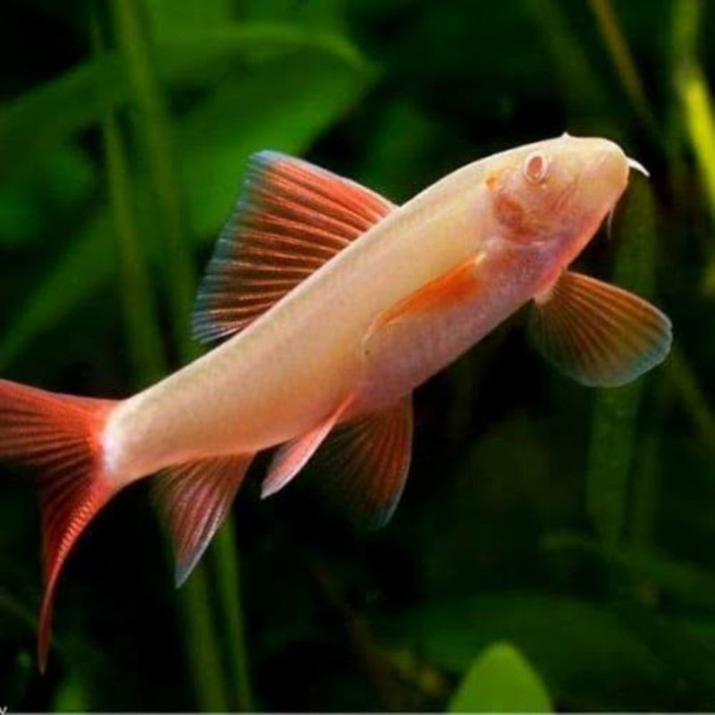 

ikan red pin albino