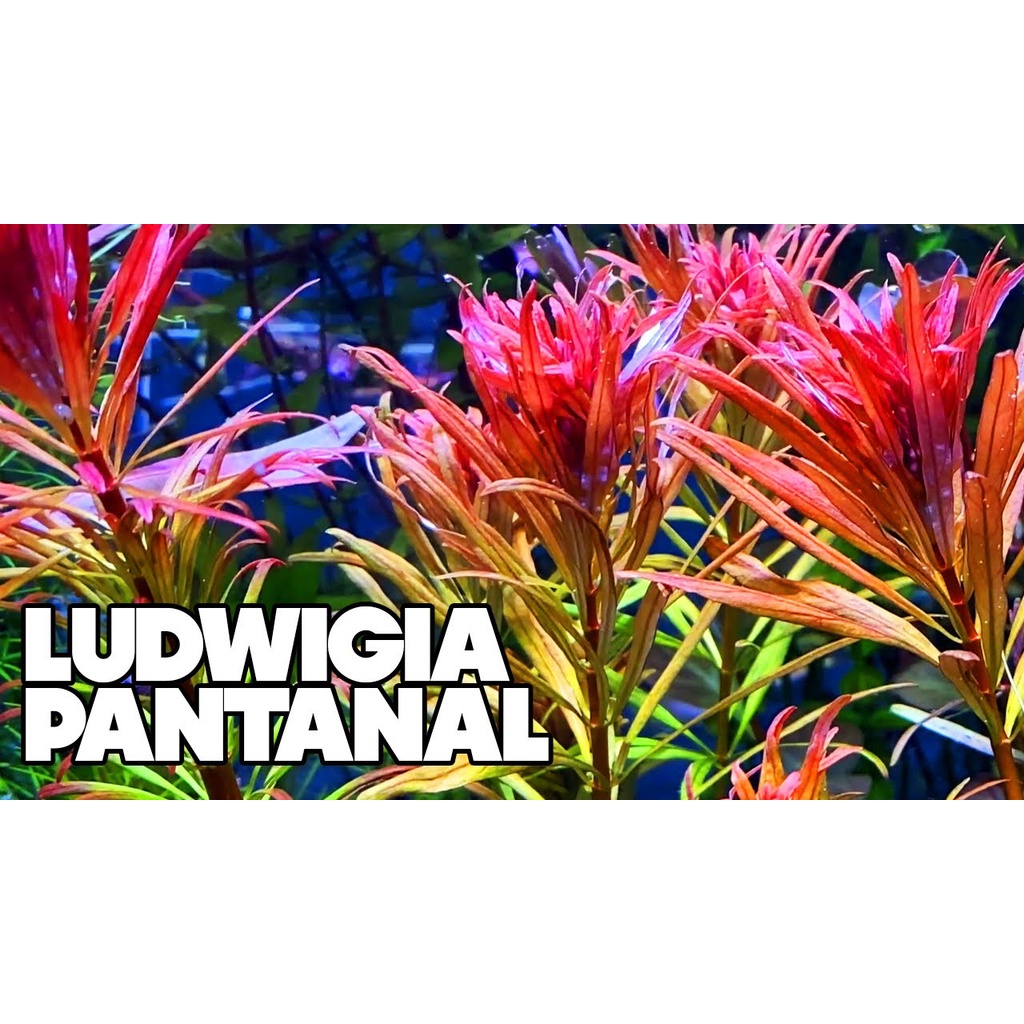 Ludwigia Pantanal Tanaman Aquascape