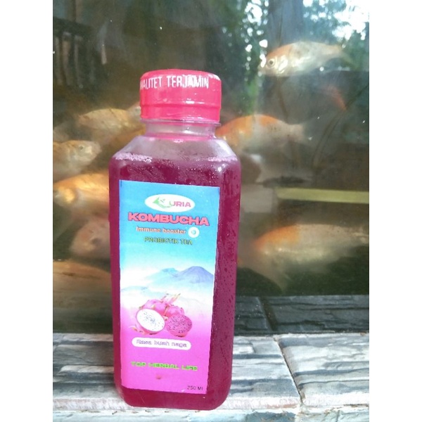 

Minuman probiotik kombucha F2 buahnaga