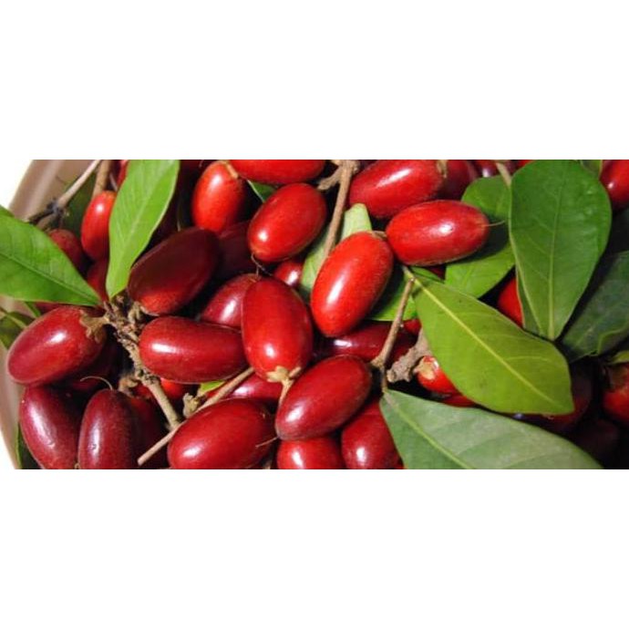 Bibit Miracle Fruit Siap Tanam Kualitas Unggulmenguntungkan Nh Shopee Indonesia