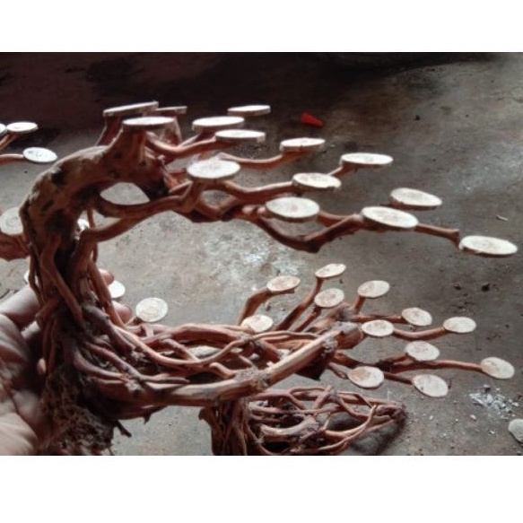 bonsai doyong medium aquascape