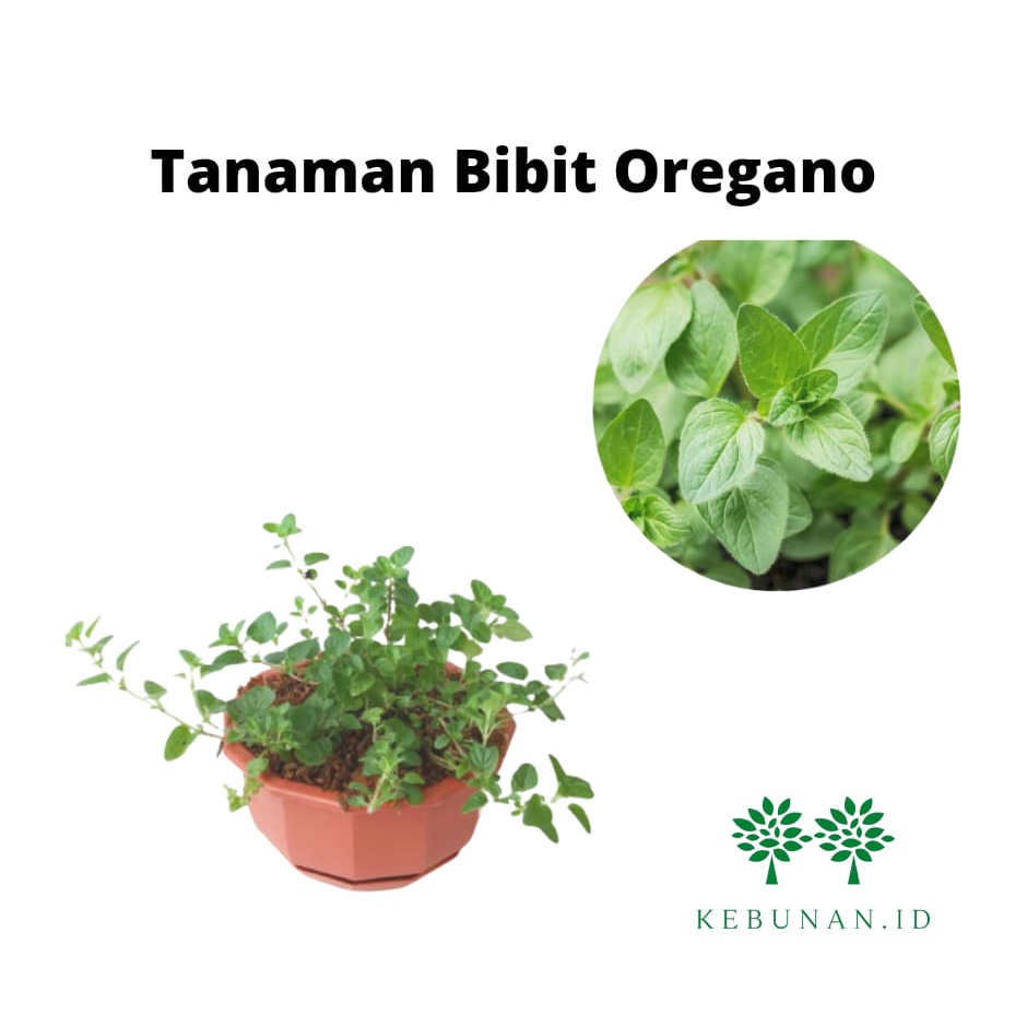 Bibit Oregano/Tanaman Oregano