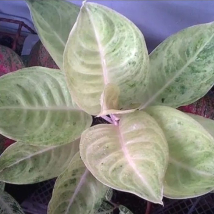 Tanaman hias aglonema claudia bonggol aglonema claudia