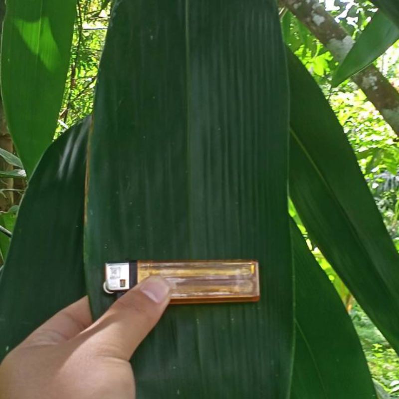 

Daun bambu pilihan untuk bungkus bacang dan obat herbal