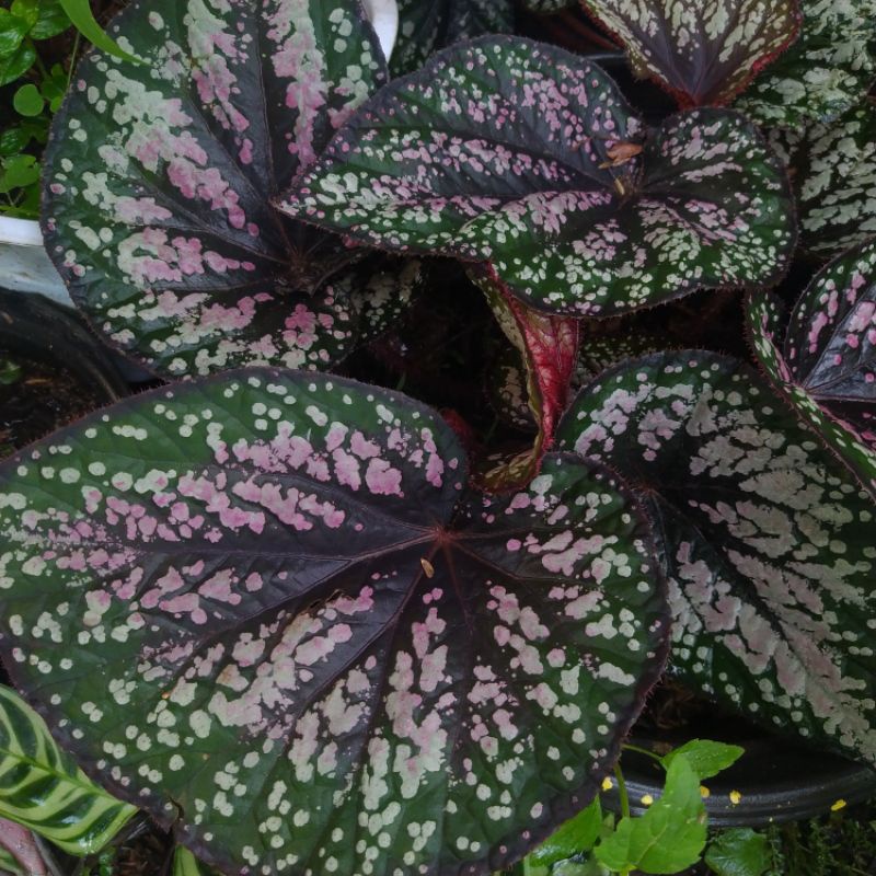 tanaman daun begonia rex