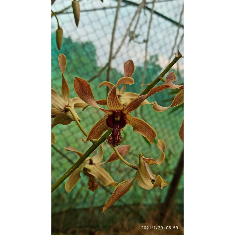 Bunga Dendrobium (Anggrek) Maluku indah