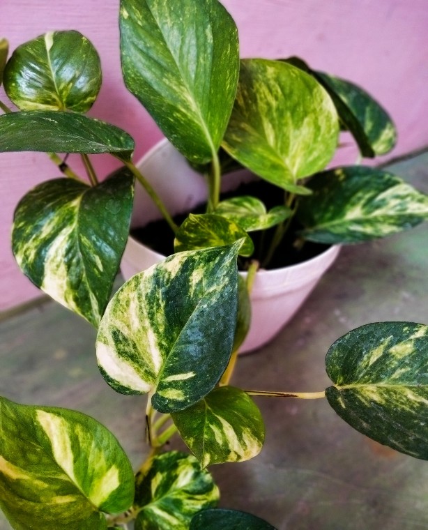 Plazashop♨ Cod Gk49 Gantung Vacum / Hook Gantungan Kait Handuk Baju Tanpa Paku Tembok Murah Import