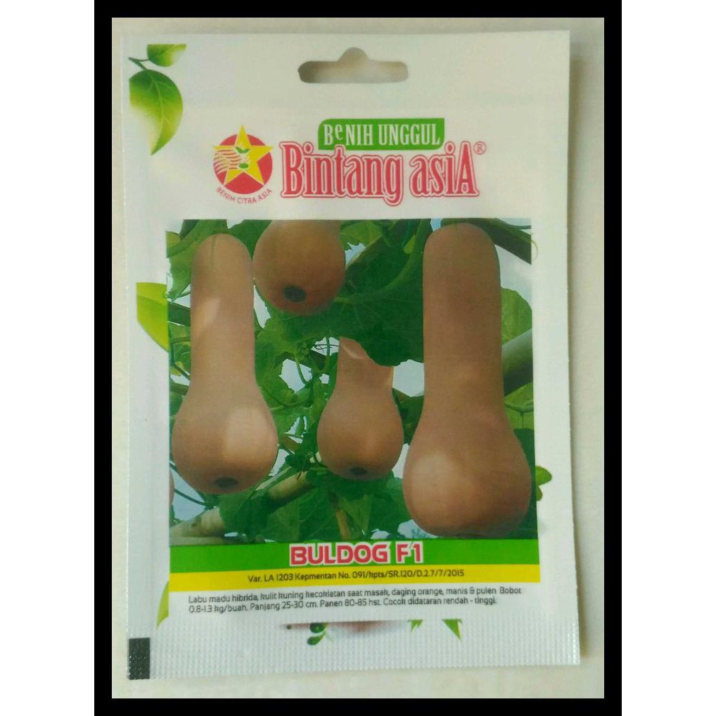 Benih Labu Madu/Butternut Squash Hibrida Buldog F1