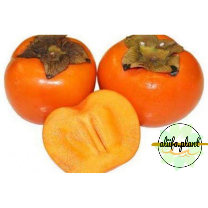 bibit kesemek //kesemek //buah