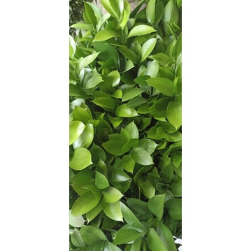 Daun Ruskus - Daun Ruskus Potong - Bunga Bandung - Bunga Hari Raya Bandung