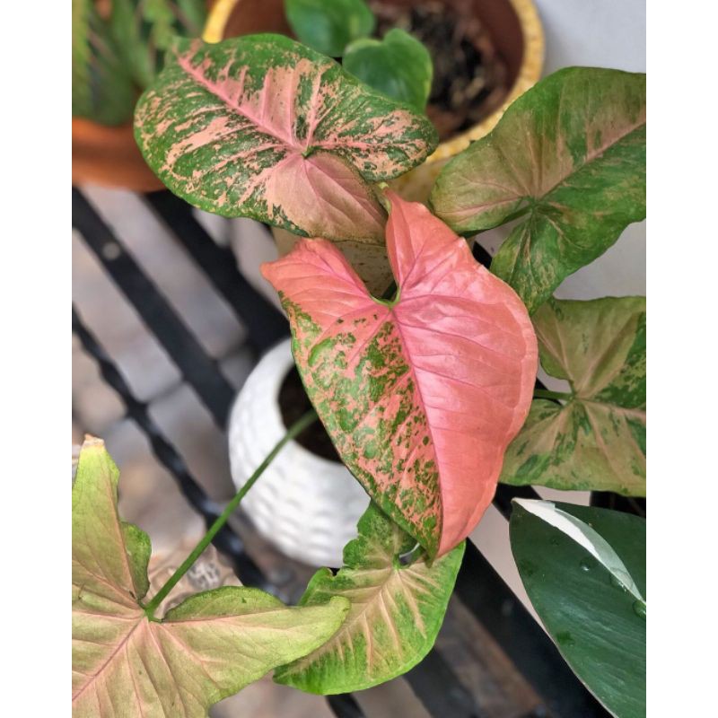 Tanaman hias Sygonium pink Placked-sygonium pink
