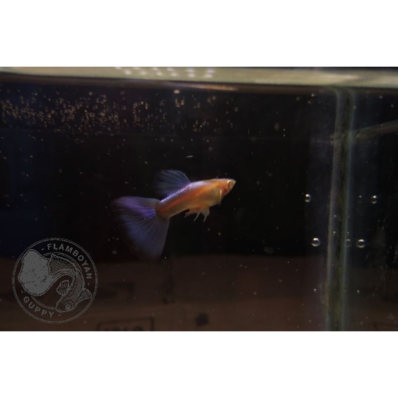 Ikan guppy albino sky blue remaja