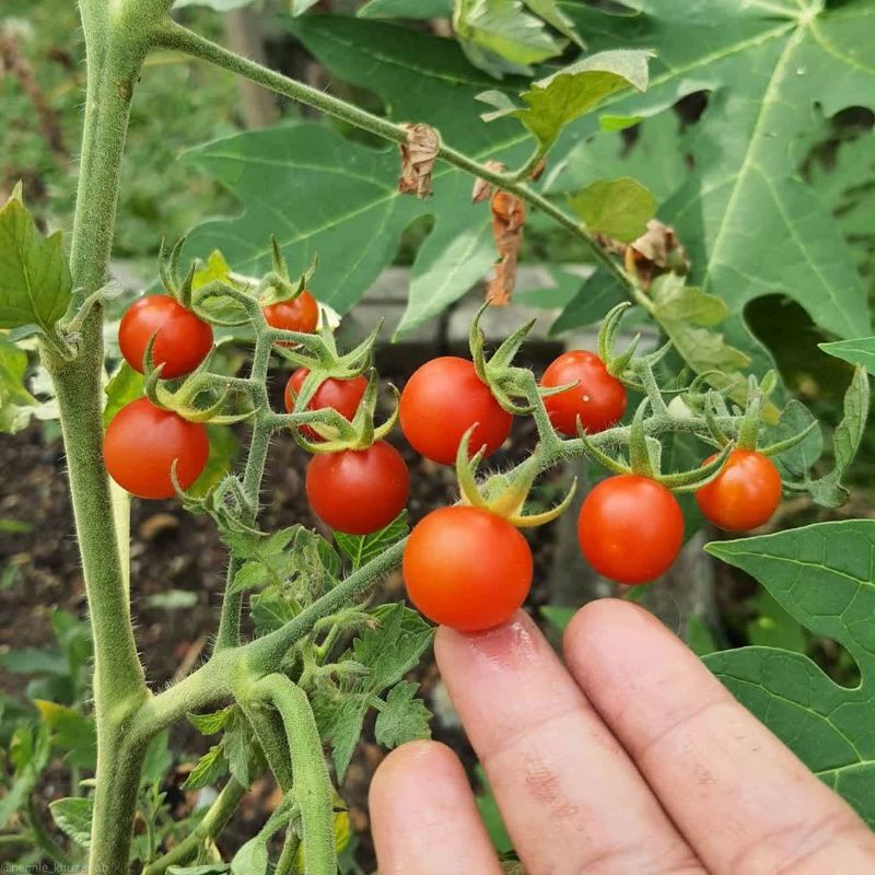 Tanaman buah tomat cherry / tomat ceri