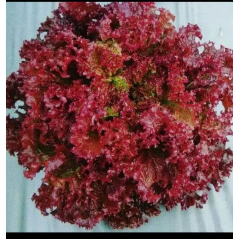 

100 biji Benih Selada Merah OLGA RED