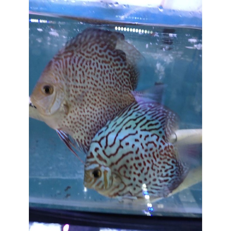 Hiasan Aquarium Ikan Discus Size 4 Inch Jenis Mix