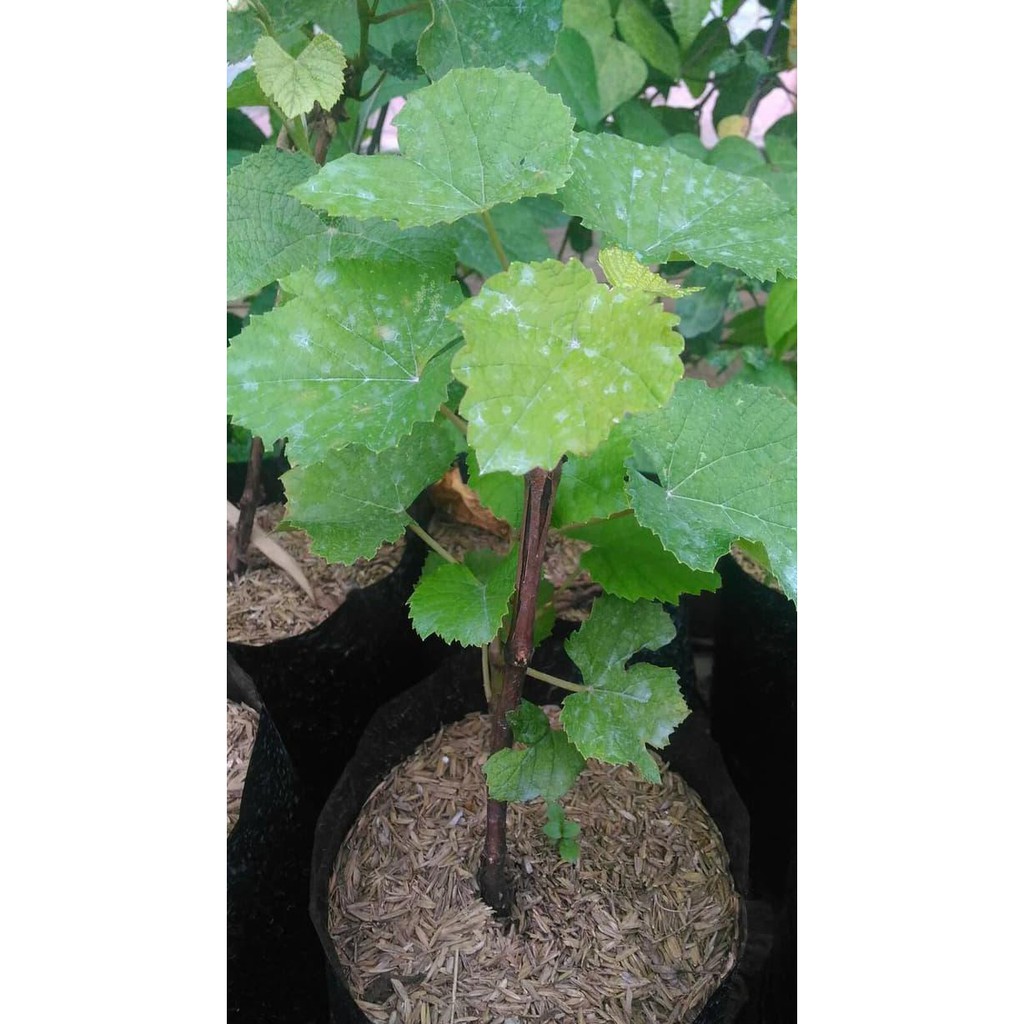 Bibit Anggur / Anggur Holland / Anggur Merah / Anggur b3h