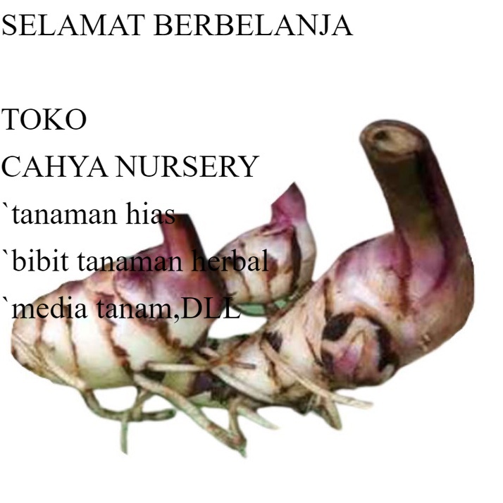 

Umbi Ganyong Merah 500gram