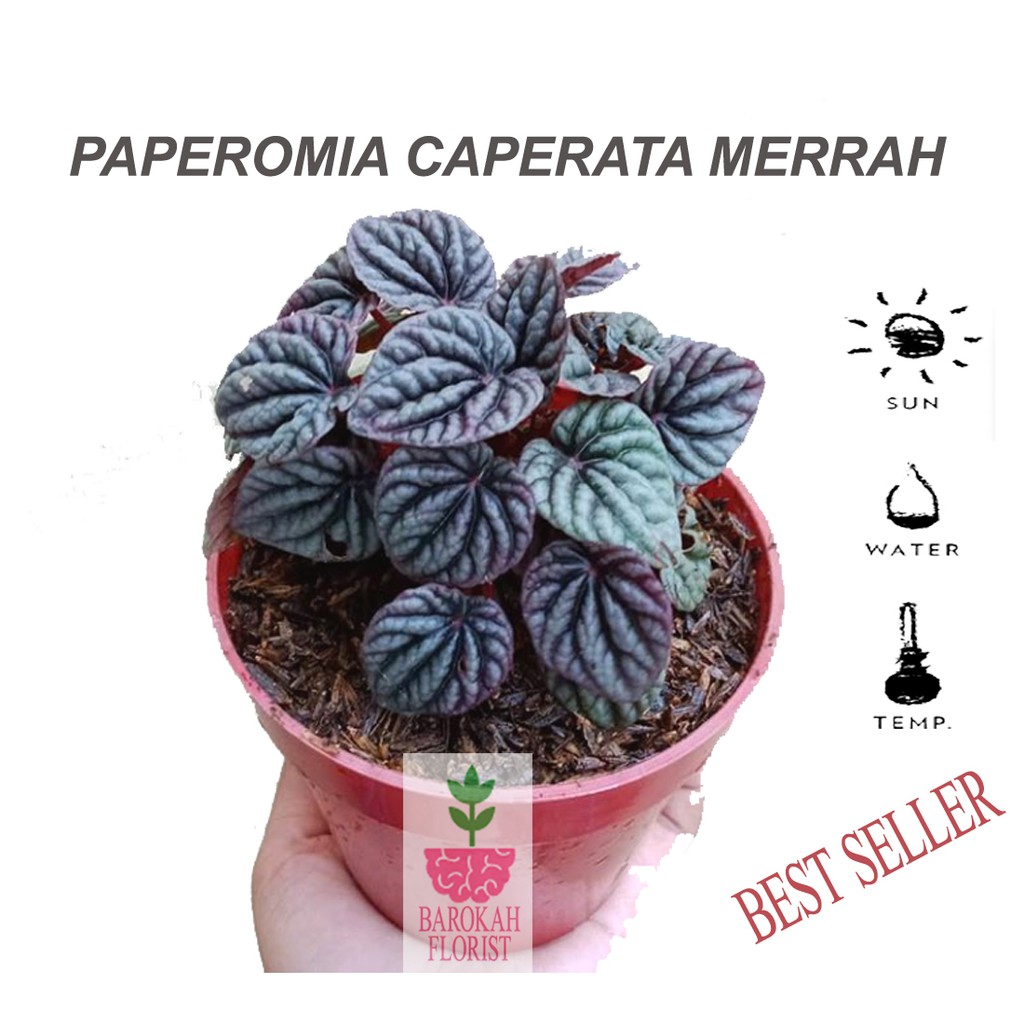 Tanaman Peperomia Caperata Merah Shopee Indonesia