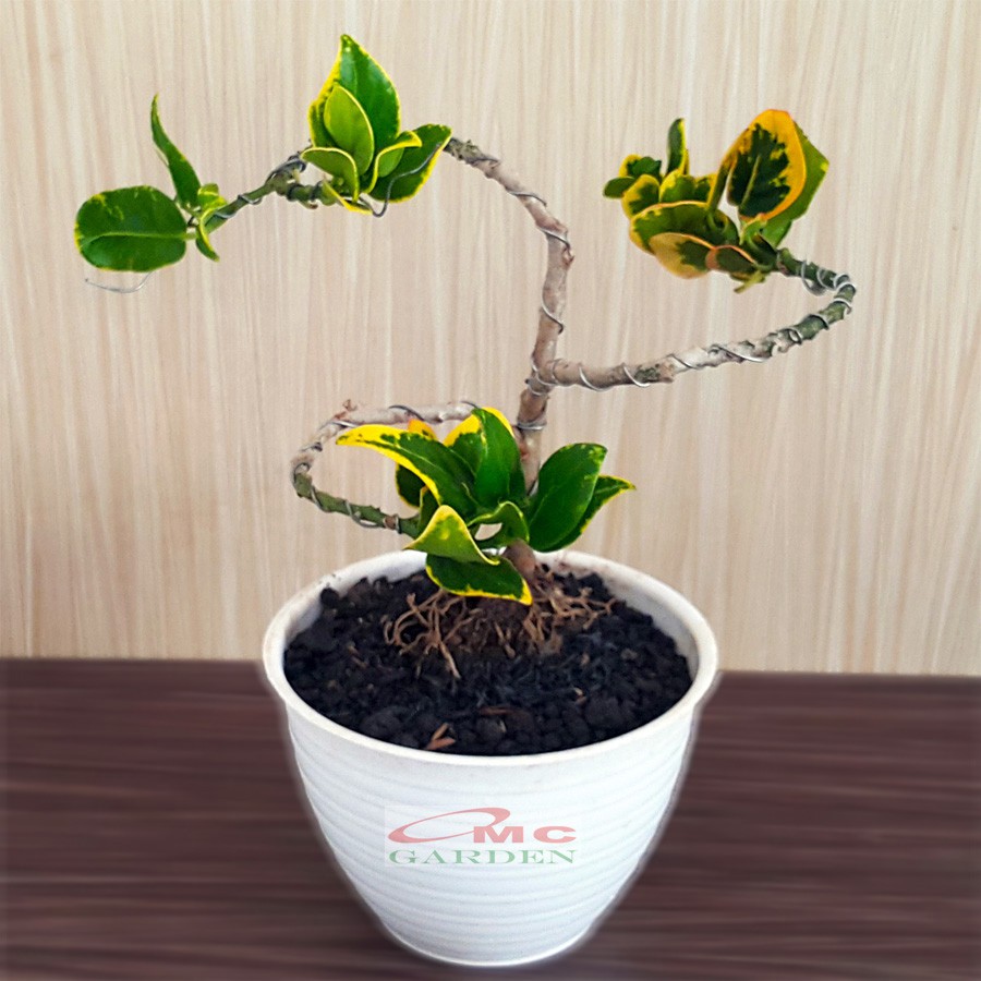 Tanaman Hias Pohon Bonsai Mame Puring Croton Emping Jengkol Coin Mawar B-PR-EMPING-003