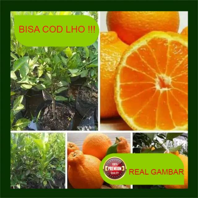 Bibit jeruk dekopon okulasi