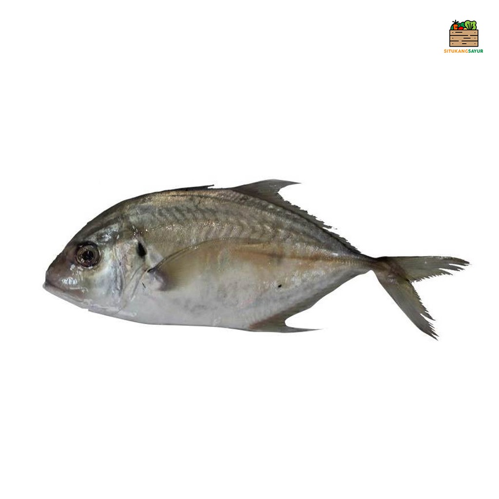 

Ikan Kuwe | ±1kg (Kota Bandung & Sekitar)