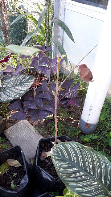 Bibit Tanaman Kelengkeng New Kristal / Wusan (tinggi 40-60 Cm)