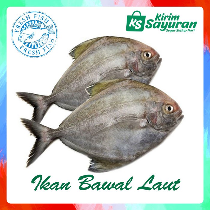 

Ikan Bawal Laut (500 g)