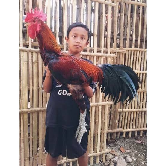 TELUR AYAM PELUNG SUPER JUMBO GACOR FERTIL ASLI UNTUK DITETASKAN