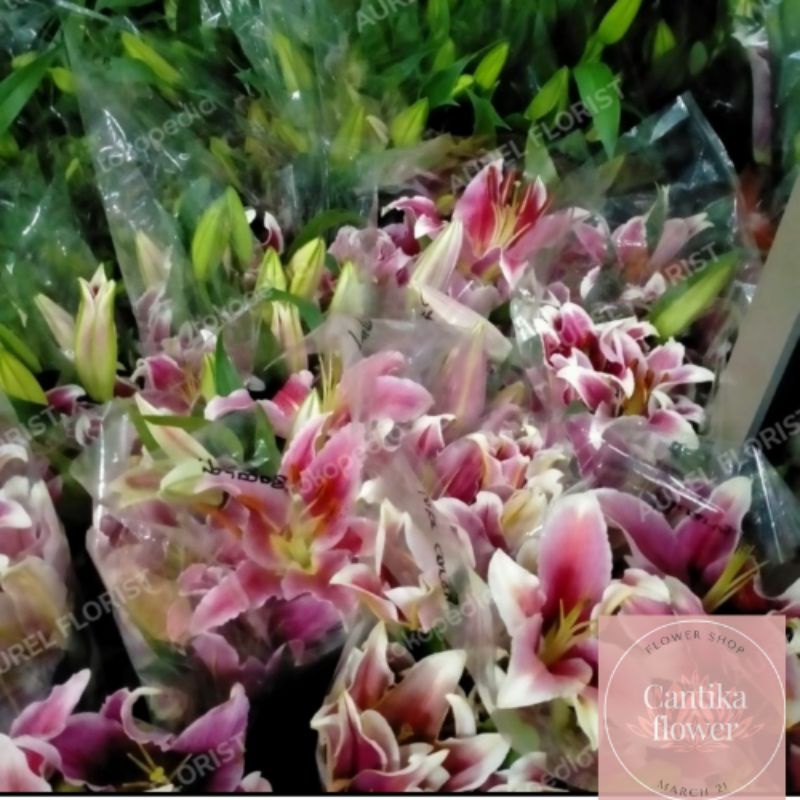 bunga Lily merah/Lily casablanca / bunga segar 5 tangkai