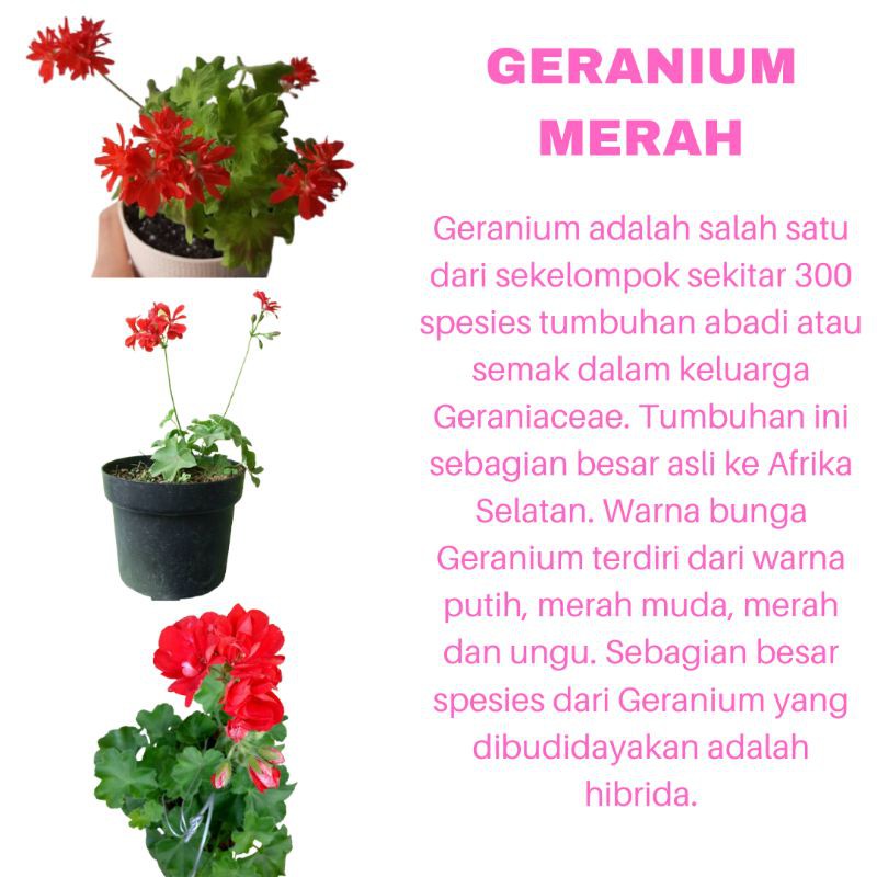 PROMO TANAMAN HIAS BUNGA GERANIUM MERAH KUALITAS SUPER | MURAH | COD