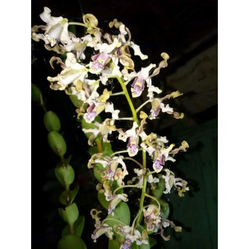 Anggrek Dendrobium Pseudoconanthum Dewasa Rawatan Siap Bunga
