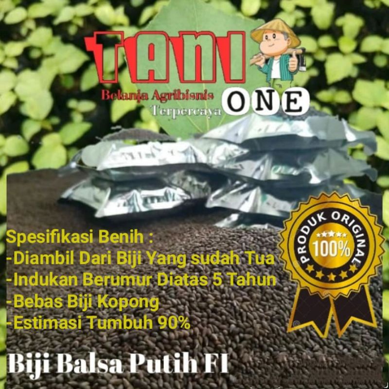 Benih Biji Balsa / Bibit Balsa  Putih  500 gram