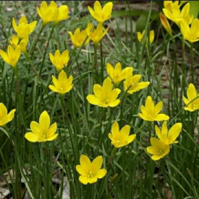 Tanaman Lili hujan Kuning