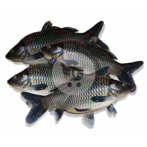 

Ikan Mas Segar 1 kg