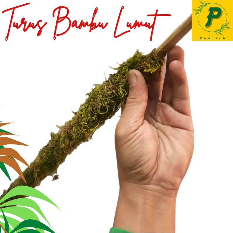 Turus Lumut 150cm Bambu Tiang Penyangga Tanaman