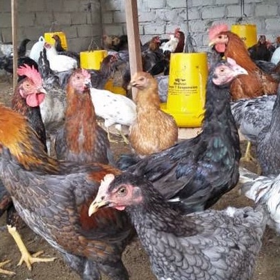 

TELUR AYAM KUB PETELUR HANDAL FERTIL ASLI UNTUK TERNAK