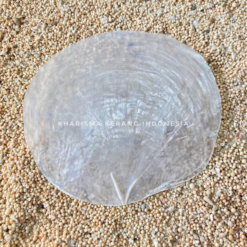 Capiz Shell Origin Large (Windowpane Oyster) Pearl Type by Kharisma Kerang