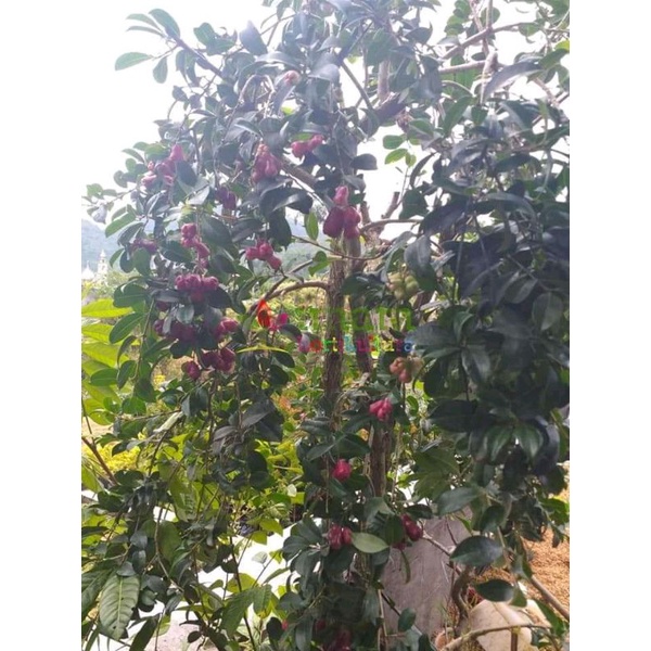 bibit jambu lili pily cangkok