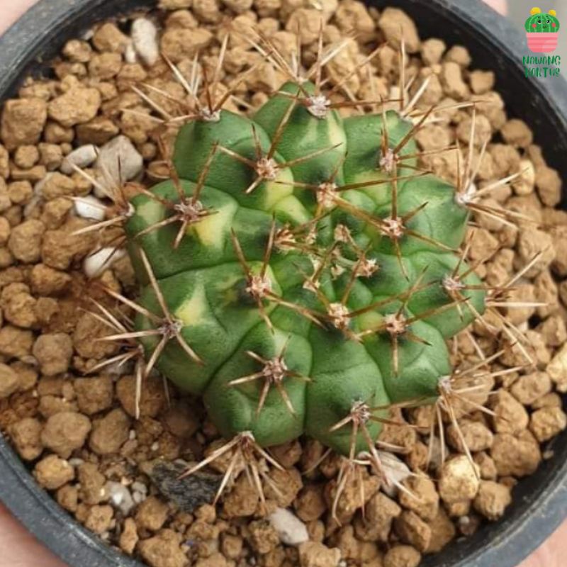 [Free Gift] Kaktus Miha Cat Eye | Gymnocalycium Mihanovichii "Cat's Eye" Ownroot | Gymno Cat Eye | M