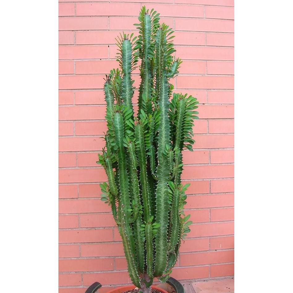Bibit Tanaman Hias Cactus Euphorbia Trigina *_@
