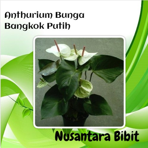 Bibit Bunga Anthurium Bunga Bangkok Putih