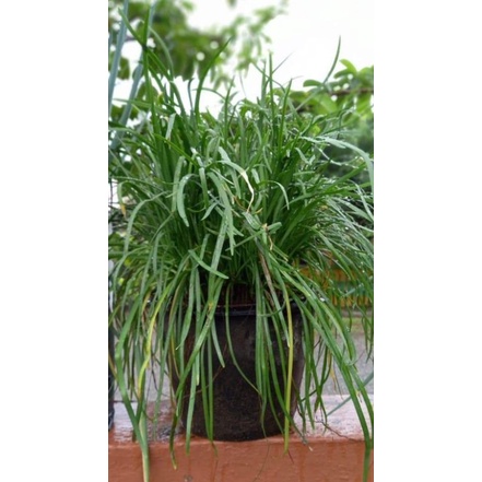 20 Biji - Benih Bibit Daun Bawang Kucai Garlic Chives