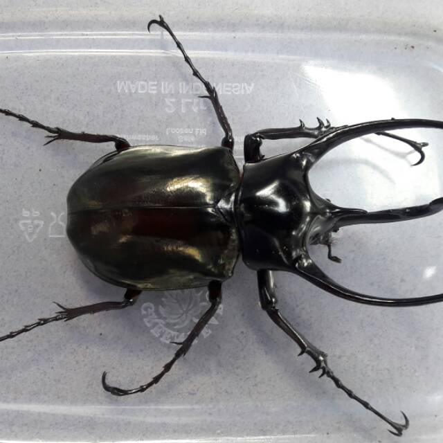 Kumbang tanduk Chalcosoma caucasus up 100 mm