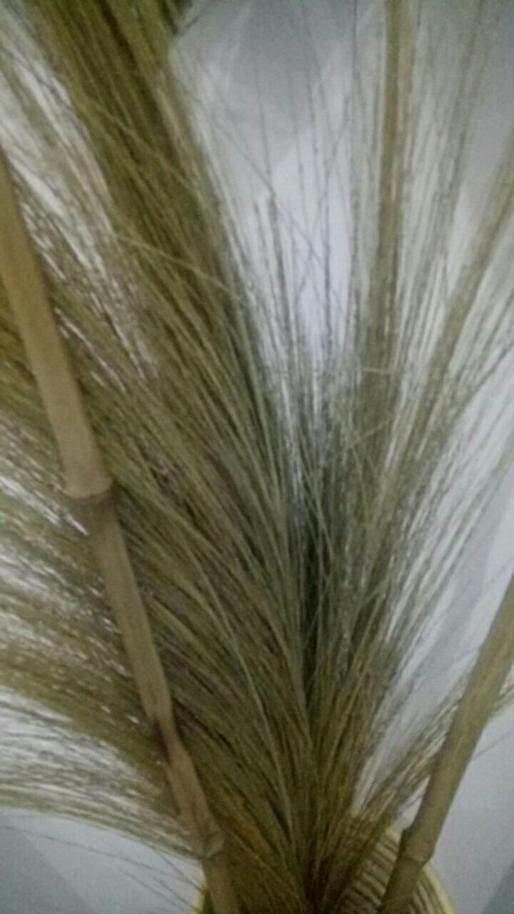 Cod.pampas.ilanglang Kering.decorasi Rustik.rayung.gelagah Kering