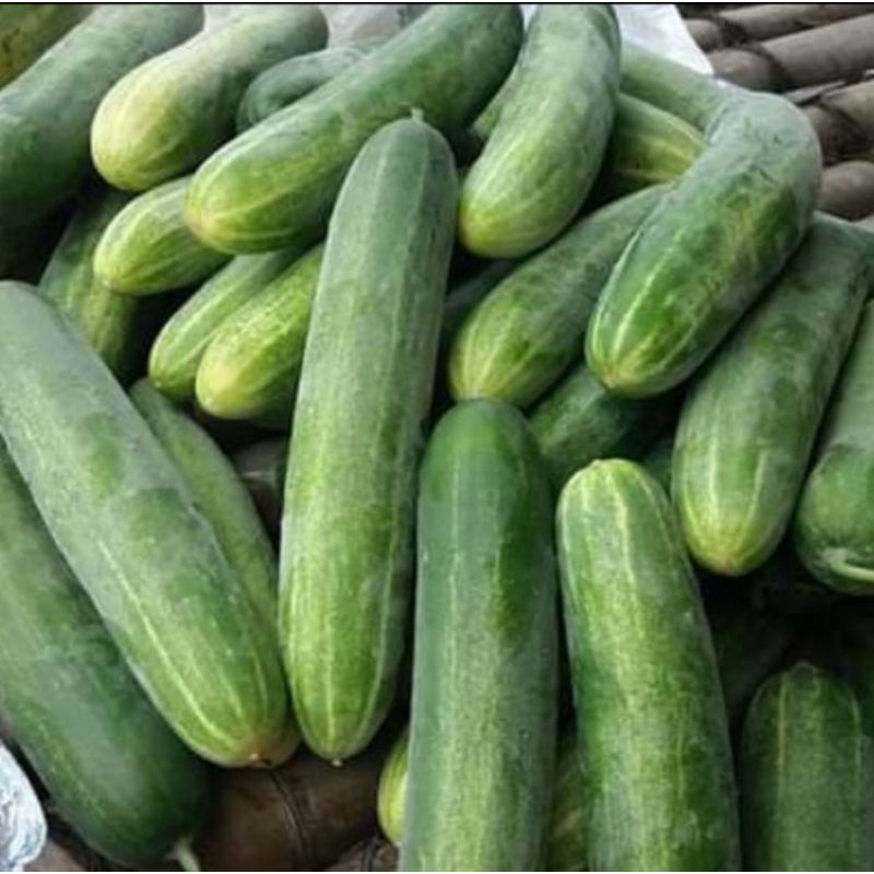 

TIMUN ORGANIK / TIMUN SAYUR (1Kg)