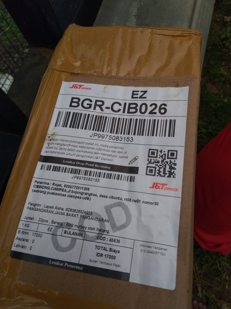 Bibit Murbey Stek /batang
