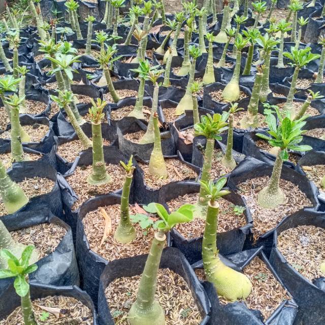 KAMBOJA TUMPUK