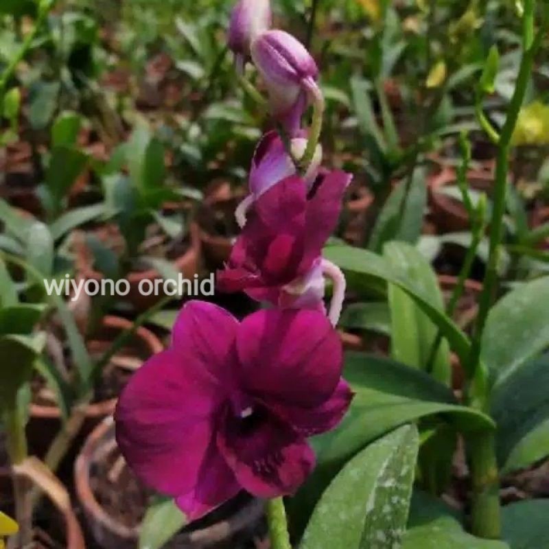 Anggrek Dendrobium Udom sri X Bertachong